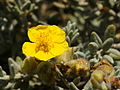 Katzenkopf-Sonnenröschen (Helianthemum caput-felis)