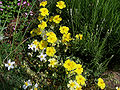 Safrangelbes Sonnenröschen (Helianthemum croceum)