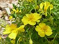 Mondfleckiges Sonnenröschen (Helianthemum lunulatum)