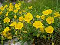 Großblüten-Sonnenröschen (Helianthemum nummularium subsp. grandiflorum)