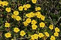 Öland-Sonnenröschen (Helianthemum oelandicum)