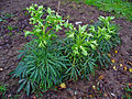 Stinkende Nieswurz (Helleborus foetidus)