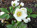 Schwarze Nieswurz (Helleborus niger)