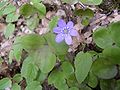 Leberblümchen (Hepatica nobilis)