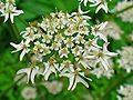 Wiesen-Bärenklau (Heracleum sphondylium)