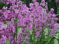 Echte Nachtviole (Hesperis matronalis)