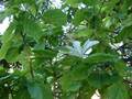 Kokio Keokeo (Hibiscus arnottianus)