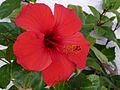 Chinesischer Roseneibisch (Hibiscus rosa-sinensis)