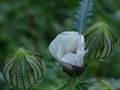 Stundenblume (Hibiscus trionum)