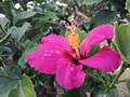 Mandrinette (Hibiscus fragilis)