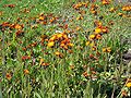 Orangerotes Habichtskraut (Hieracium aurantiacum)