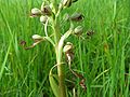 Bocks-Riemenzunge (Himantoglossum hircinum)