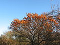 Sanddorn (Hippophae rhamnoides)