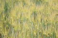 Gerste (Hordeum vulgare)