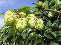 Echter Hopfen (Humulus lupulus)