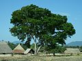 Guapinol (Hymenaea courbaril)