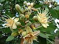 Jatobá-do-Cerrado (Hymenaea stigonocarpa)