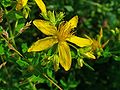 Echtes Johanniskraut (Hypericum perforatum)