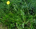 Geflecktes Ferkelkraut (Hypochaeris maculata)