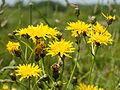 Gewöhnliches Ferkelkraut (Hypochaeris radicata)