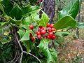 Europäische Stechpalme (Ilex aquifolium)