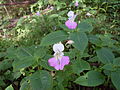 Balfours Springkraut (Impatiens balfourii)