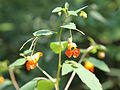 Orangerotes Springkraut (Impatiens capensis)
