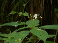 Buntes Springkraut (Impatiens edgeworthii)