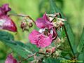 Drüsiges Springkraut (Impatiens glandulifera)