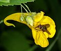 Großes Springkraut (Impatiens noli-tangere)