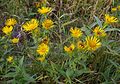 Wiesen-Alant (Inula britannica)