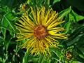 Alant (Inula helenium)