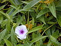 Wasserspinat (Ipomoea aquatica)