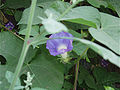 Blaue Prunkwinde (Ipomoea nil)