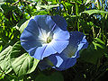 Himmelblaue Prunkwinde (Ipomoea tricolor)
