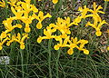 Lírio-amarelo-dos-montes (Ipomoea lusitanica)