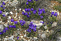 Gelbliche Schwertlilie (Ipomoea lutescens)