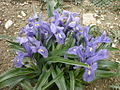 Wide-leaved Iris (Ipomoea planifolia)