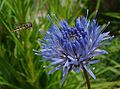 Ausdauerndes Sandglöckchen (Jasione laevis)