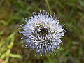 Berg-Sandglöckchen (Jasione laevis)