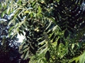 Japanische Walnuss (Juglans ailantifolia)