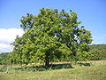 Walnußbaum (Juglans regia)