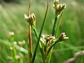 Spitzblütige Binse (Juncus acutiflorus)