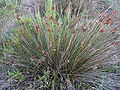 Stechende Binse (Juncus acutus)