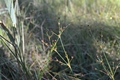 Alpen-Binse (Juncus alpinoarticulatus)