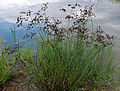 Glieder-Binse (Juncus articulatus)