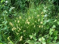 Flatter-Binse (Juncus effusus)