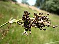 Blaugrüne Binse (Juncus inflexus)