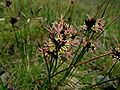 Gämsen-Binse (Juncus jacquinii)