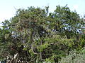 Zedern-Wacholder (Juniperus cedrus)